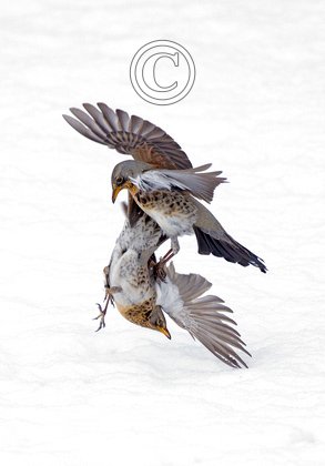 Fieldfares Fighting DM1791